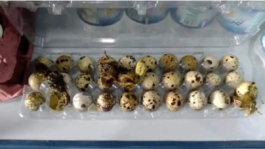 Codornas nascem em caixa de ovos em mercado