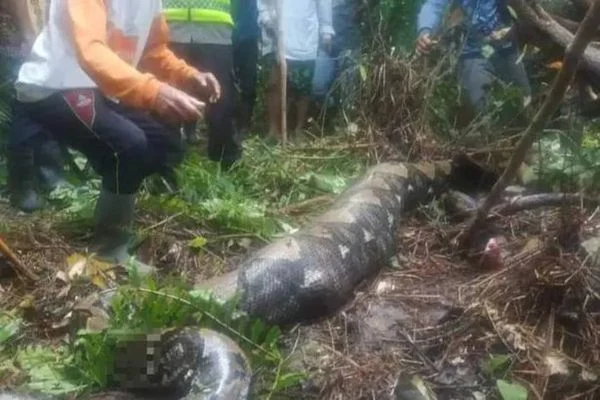 Mulher desaparecida é encontrada morta dentro de cobra píton