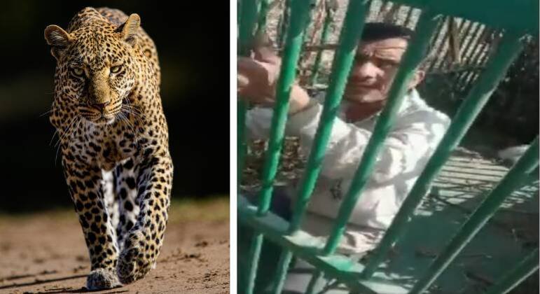 Homem fica preso em jaula de leopardo ao entrar para pegar galo