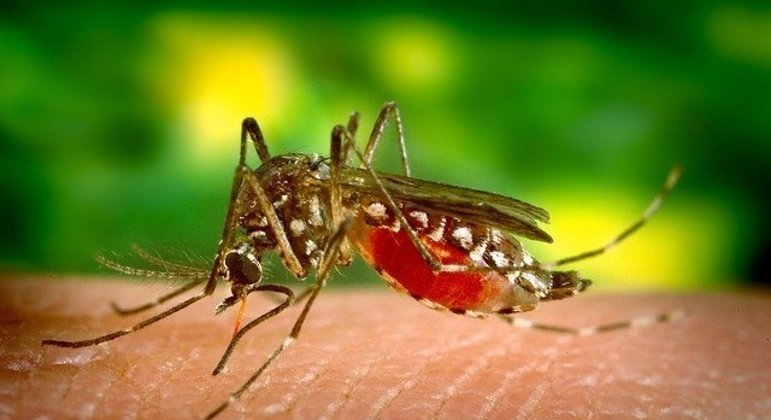 Anvisa aprova vacina contra dengue com eficácia de 80% no Brasil