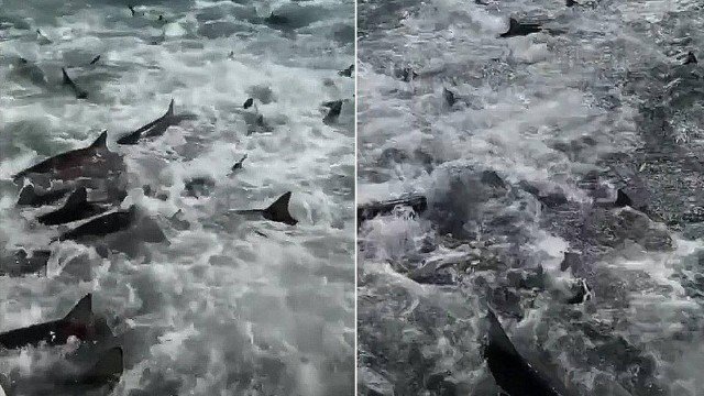 Barco é cercado por dezenas de tubarões ‘enlouquecidos’ atrás de peixes
