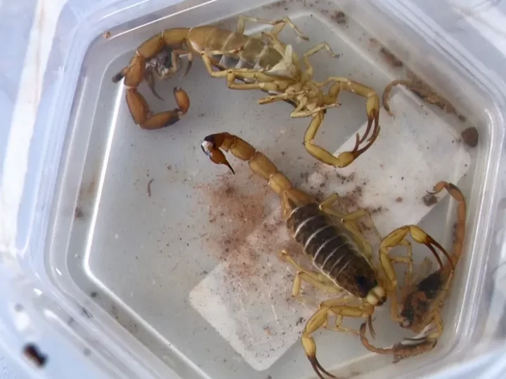 Mais de cem escorpiões são recolhidos em uma noite em cidade do ES