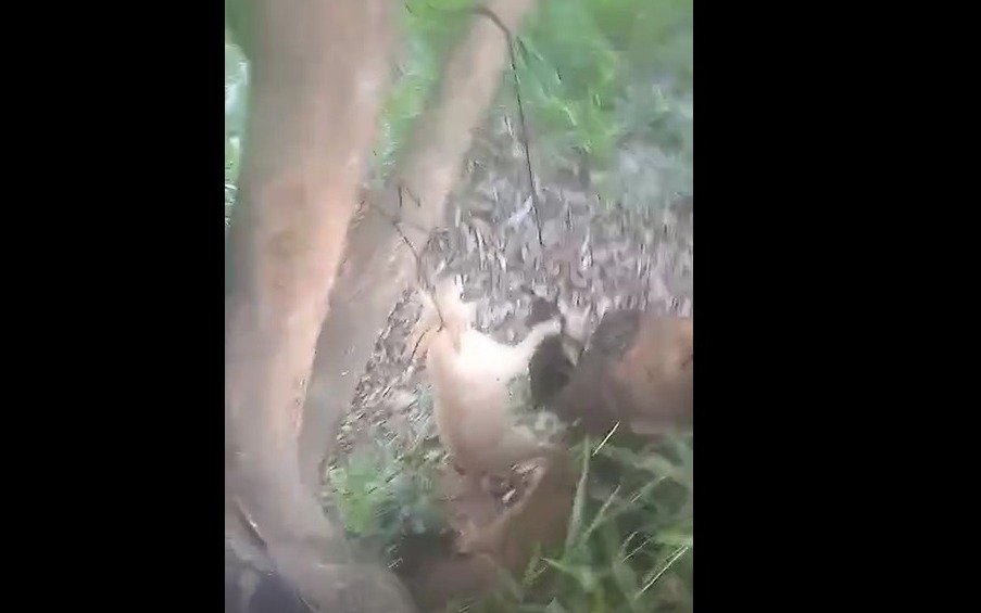 Cachorros são encontrados enforcados em árvore no ES