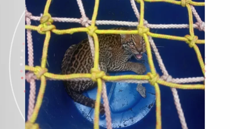 Jaguatirica “se esconde” dentro de casa e assusta morador de Anchieta, no Sul do ES