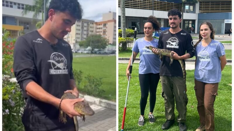 Jacaré encontrado em hospital do ES é resgatado e ganha nome: “Jayminho”