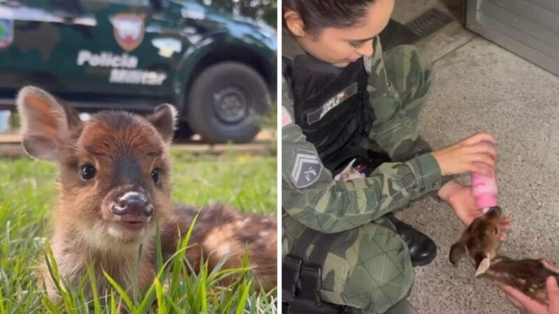 Filhote de veado é resgatado em zona rural de Guarapari