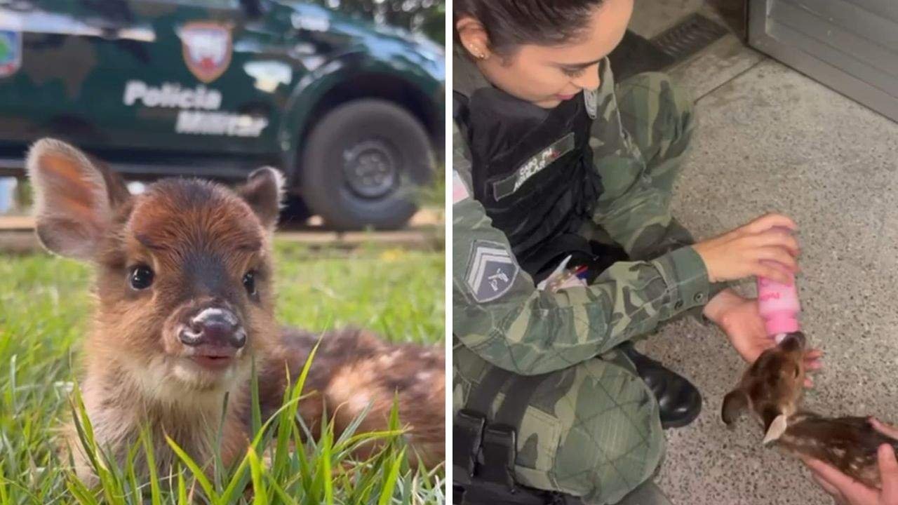 Filhote de veado é resgatado em zona rural de Guarapari