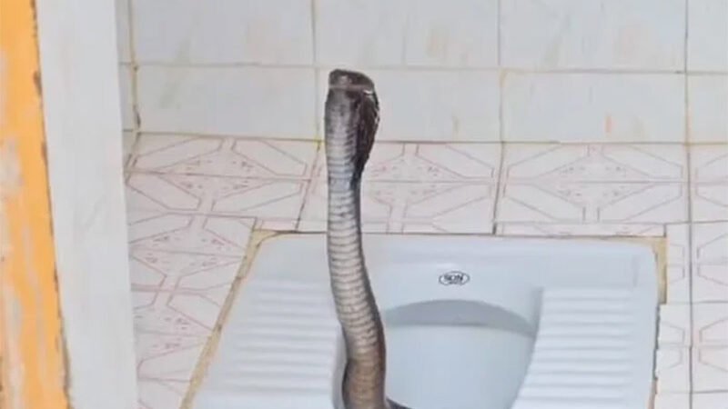 VÍDEO | Mulher encontra cobra altamente venenosa no vaso sanitário